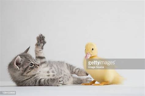 Kitten And Duckling Photos And Premium High Res Pictures Getty Images