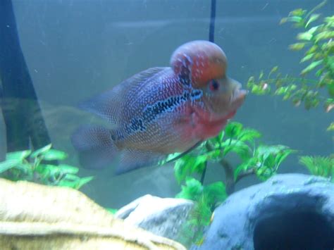 Check out our fish with horn selection for the very best in unique or custom, handmade pieces from our shops. Flowerhorn The Hybrid Cichlids: BiG Head Flowerhorn ...