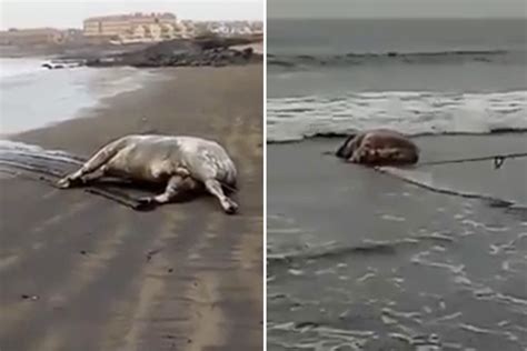 Dead Cows Are Washing Up On Canary Islands Tourist Beaches After Being