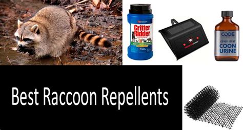 Top 10 Raccoon Repellents From 8 To 54 Getting Rid Of Raccoons