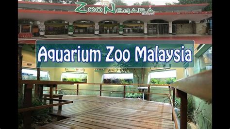 Aquarium Beauty Of Zoo Negara Malaysia 2018 Fish Aquarium Of