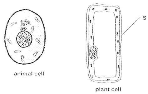 Printable Plant Cell Diagram Unlabeled