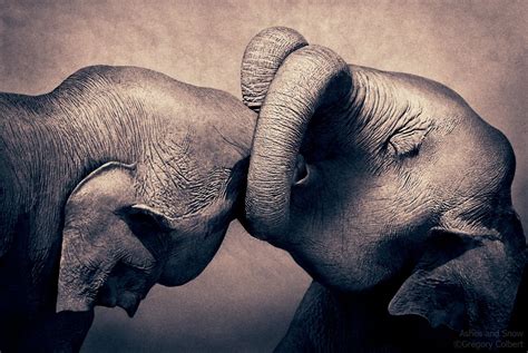 Ashes And Snow Elephant Elephant Love Gregory Colbert