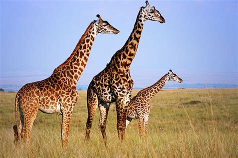 Poachers Are Now Slaughtering Africas Giraffes Takepart