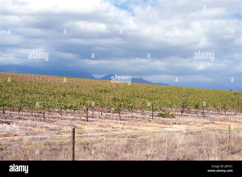 Paarl Valley Vineyard Dal Josafat Paarl Western Cape South Africa