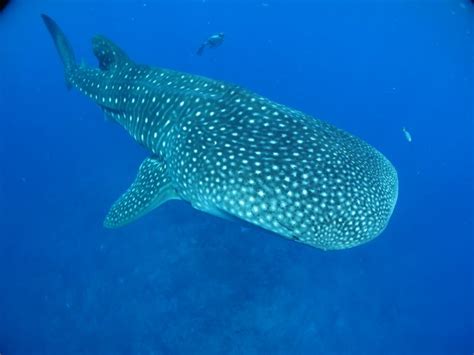 Swim With Whale Sharks Top 5 Places Around The World To Do So