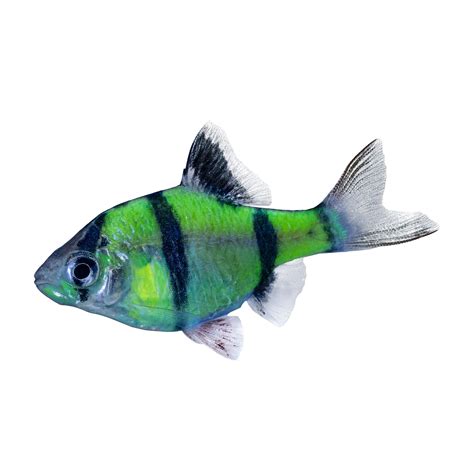 Glofish Electric Green Barb Fish Fish Goldfish Betta And More Petsmart