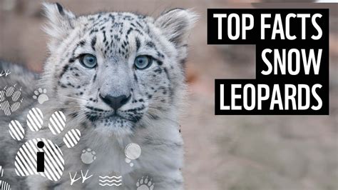 Top Facts About Snow Leopards Wwf Youtube