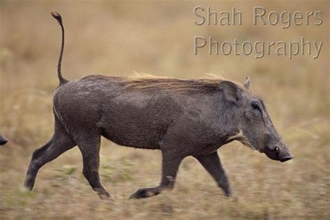 Warthog Running Profile Phacochoerus Aethiopicus Maasai Mara National