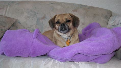 Cozy Rosie Contented Dog Cute Pose Rosie Puggle Hd Wallpaper Peakpx