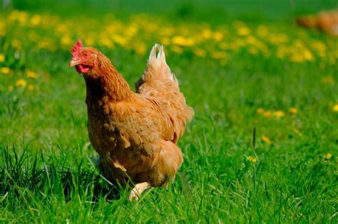 Salmonella Outbreaks In 43 States Linked To Backyard Chickens Cdc