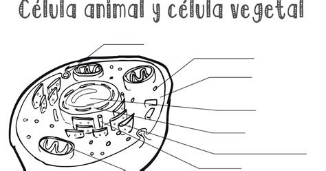 Resultado De Imagen Para Celula Animal Y Vegetal Para Colorear Célula