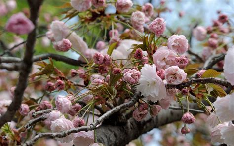 Cool samurai cherry blossom wallpaper. 37+ Japanese Cherry Blossom Wallpaper 1920x1080 on ...
