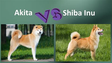 Shiba Inu Akita Dog Hai Giống Chó Quý Tộc Nhật Bản
