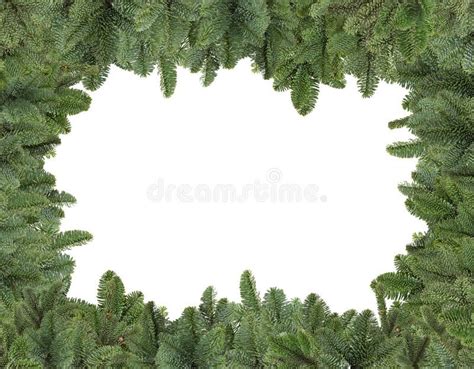 Pine Branches Christmas Decoration Isolated Stock Photo Image Of Easy