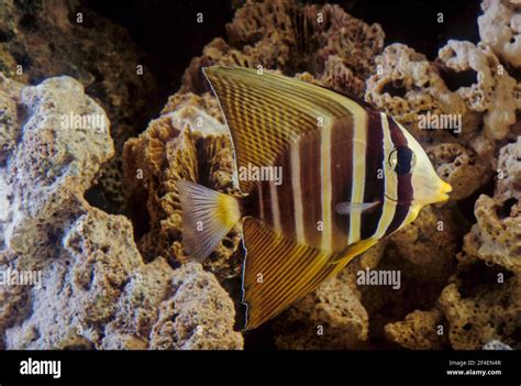 The Sailfin Tang Zebrasoma Veliferum Is A Marine Reef Tang In The