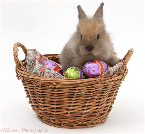 Baby Rabbit In A Basket With Easter Eggs Photo Wp26555
