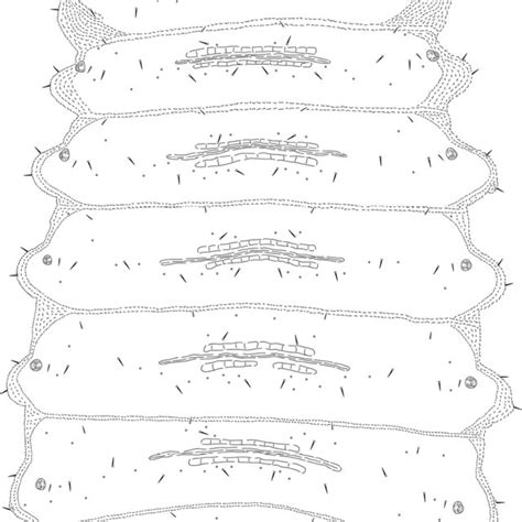 Cassidispa Relicta Last Instar Larva Dorsal View Download Scientific Diagram