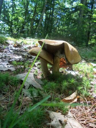 Maybe you would like to learn more about one of these? Mohawk Trail State Forest (Charlemont) - All You Need to ...