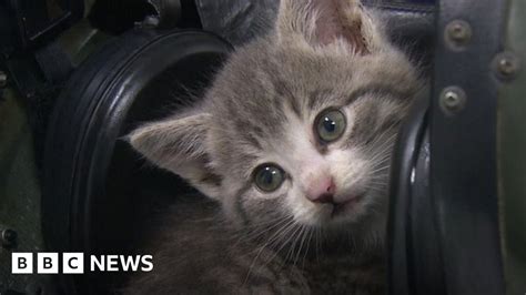Kitten Stowaway Found After Epic Trip Bbc News