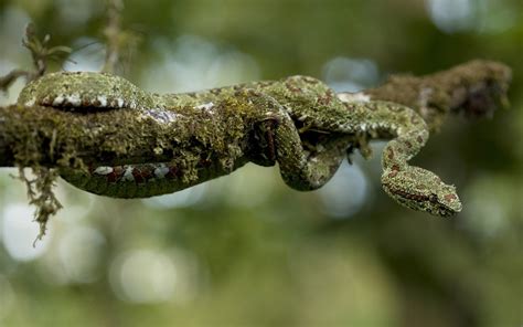 Dose any one no of any way of safly catching a baby corn snake. snake, Branch, Moss Wallpapers HD / Desktop and Mobile ...