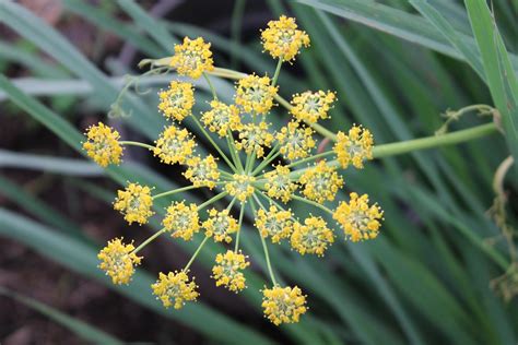 How To Grow Fennel Plant In Your Garden Garden And Happy