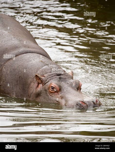 Hippo Captive Hi Res Stock Photography And Images Alamy