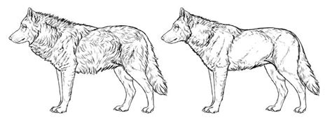 Pin By Jiyoo Kim On Animal Anatomy Wolf Drawing Drawings How To