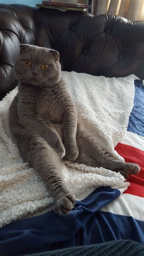 Bentley Our Scottish Fold Male Sitting In His Buddha Pose Scottish