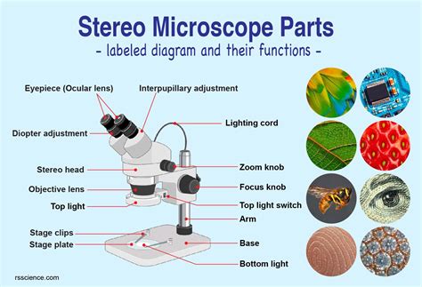 Parts Of Stereo Microscope Dissecting Microscope Labeled Diagram