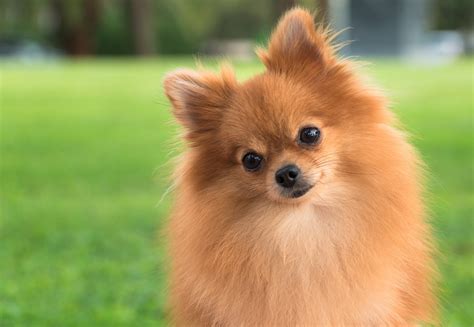 Pomeranian Puppy Kicked to Death by Teenager in Unprovoked Act of Violence
