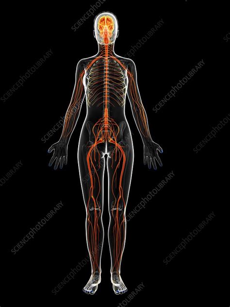 Female Nervous System Artwork Stock Image F0095380 Science