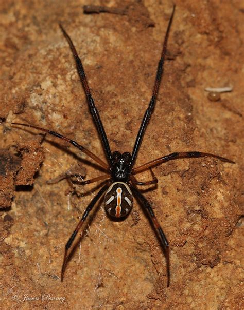 Western Black Widow Juvenile Latrodectus Hesperus Flickr Photo