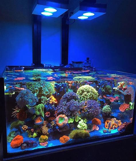 Pin By Imian On Aquarium Coral Reef Aquarium Saltwater Tank Reef