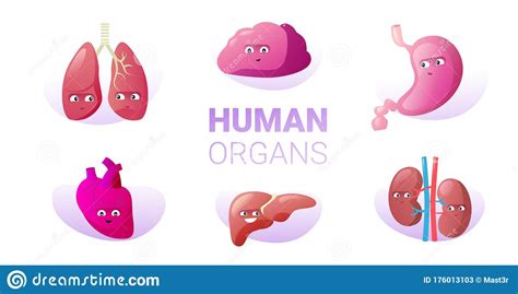 Funny Anatomical Liver Character Cute Human Body Internal Organ Anatomy