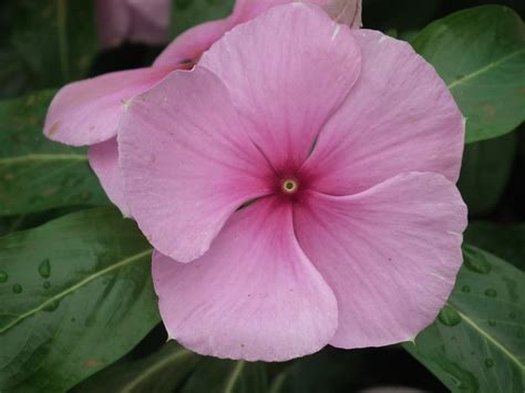 Filevinca Rosea From Lalbagh Flowershow August 2012 4683
