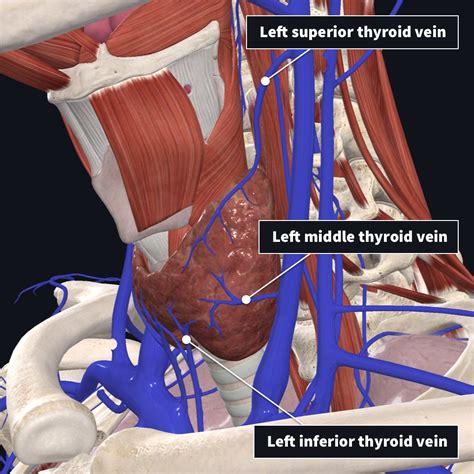 Anatomy Of The Thyroid Complete Anatomy The Best Porn Website