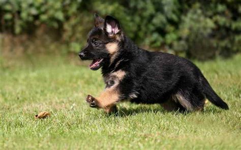 How much does a puppy cost? How Much Does A Purebred German Shepherd Cost | PETSIDI