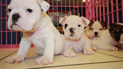Charming English Bulldog Puppies For Sale Ga At Puppies For Sale