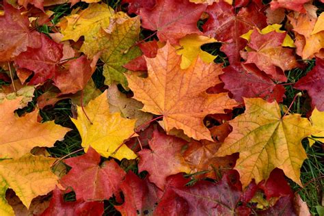Autumn Leaf Uses And Disposal How To Get Rid Of Fallen Leaves In Autumn