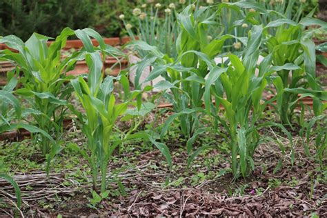 What Are Corn Companion Plants The Benefits Of Companion Planting With