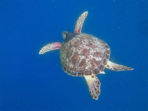 Sea Turtles Tracked Swimming Deep Into Sydney Harbour South Coast