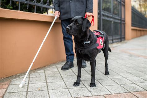 What Hospitality Professionals Need To Know About Service Animals