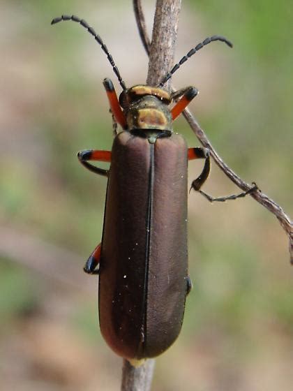 Bronze Blister Beetle Lytta Polita Bugguidenet