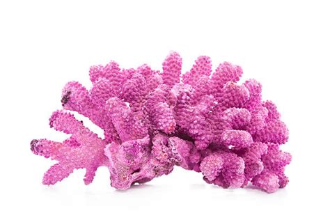 Coral Stock Photos Pictures And Royalty Free Images Istock