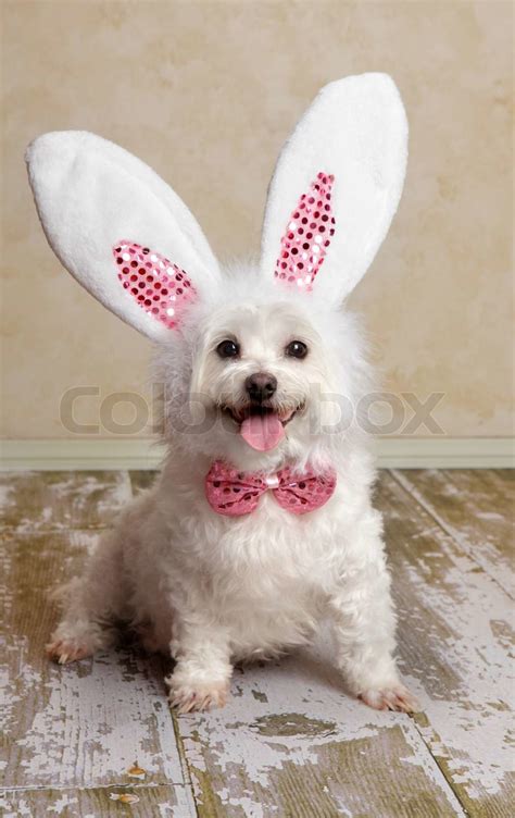Puppy Dog Wearing Bunny Rabbit Ears Costume Stock Image Colourbox