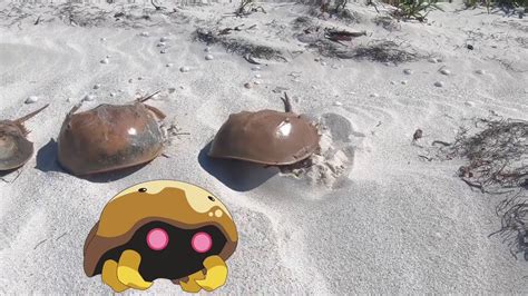 Sep 11, 2008 · 6.6k votes, 441 comments. Real life kabuto Pokémon go - YouTube