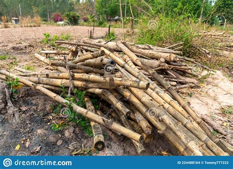 A Pile Of Bamboo Laying Stock Photo Image Of Round 224488164