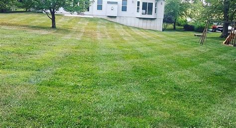 If you are have pest problems, call today for a free quote! Lawn Overseeding St. Louis MO | Schedule An Estimate
