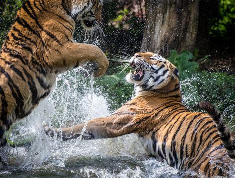 Tiger Fight By Oliver Haller 500px Tiger Big Cats Wild Cats